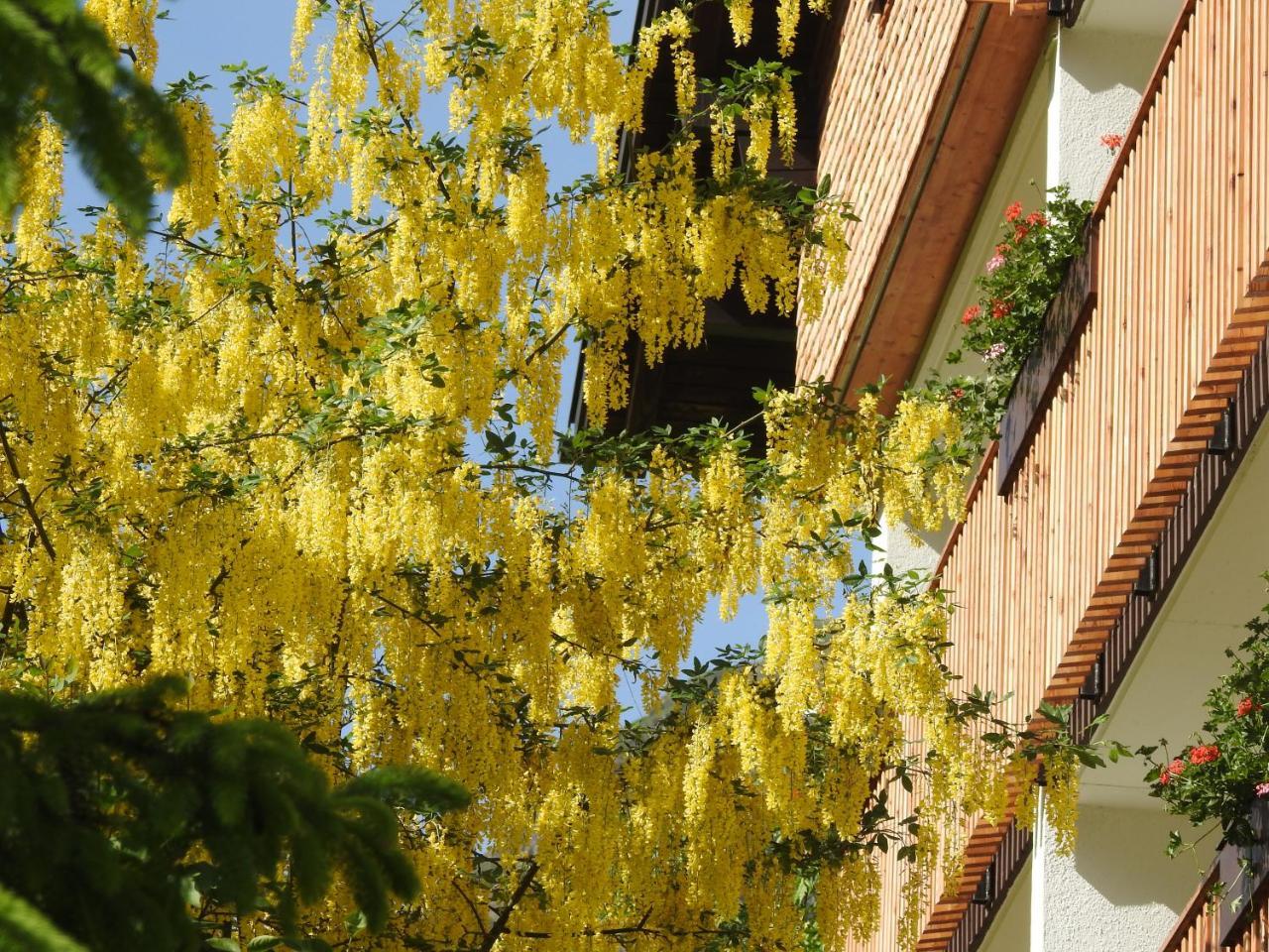 Hotel Garni Tannleger B&B Brand  Exterior photo